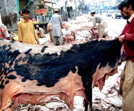 Qurbani Ki Khaalain in Karachi and Lahore